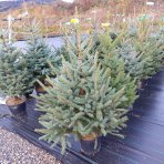 Smrek pichľavý (Picea pungens) ´GLAUCA´ – výška 120-150 cm, kont. C20L